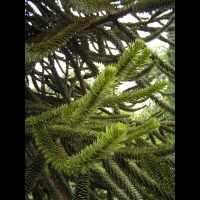 Araucaria Araucana (fam Coniferes) (Amerique du sud) (03)